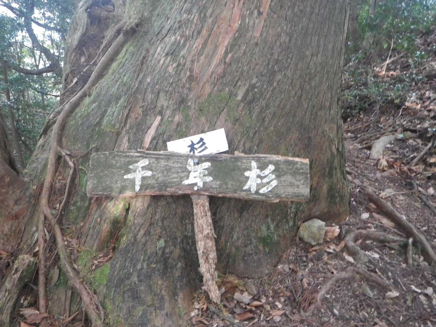 白髪岳・松尾山・水山 周回コースの写真