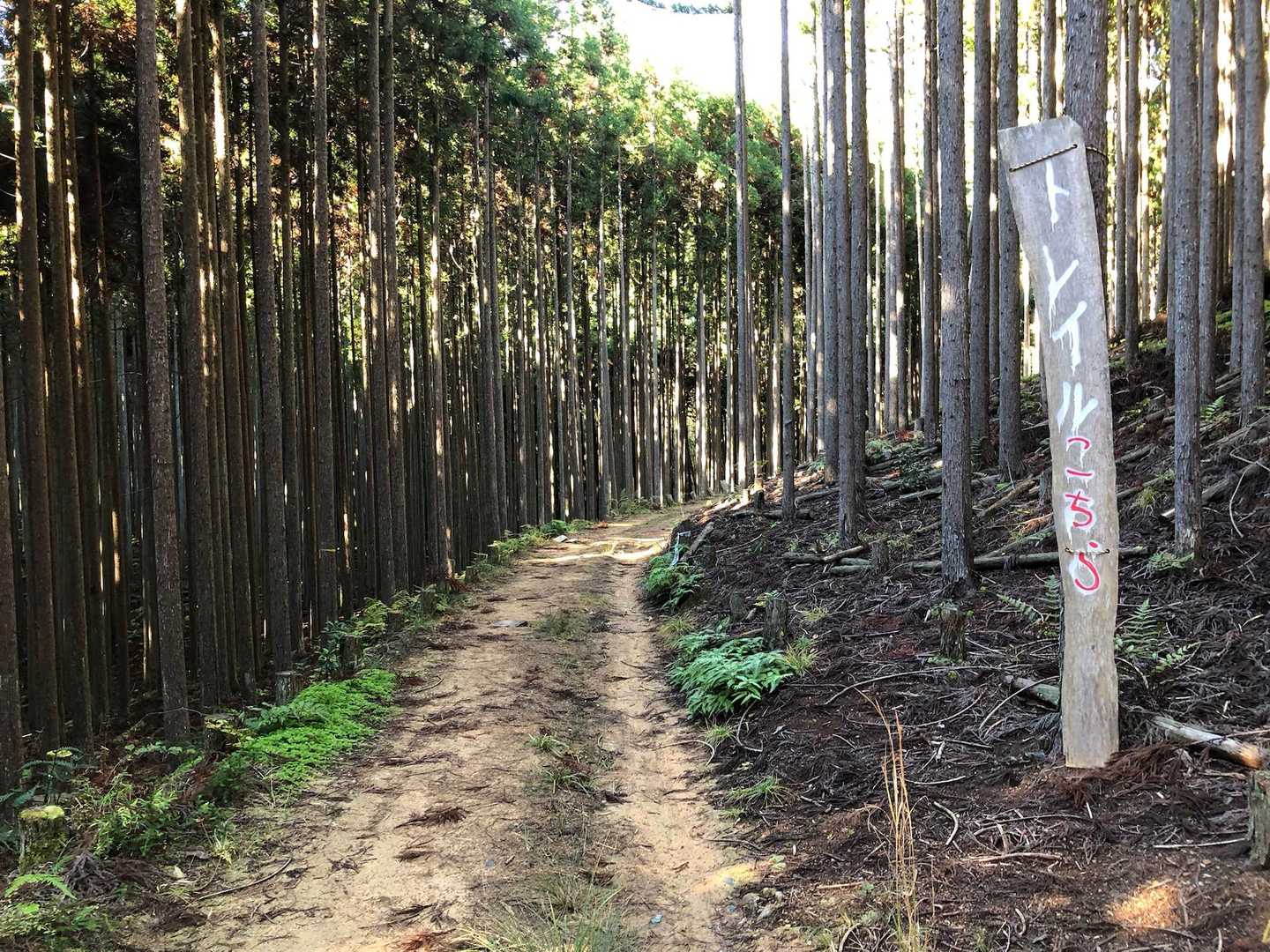 京都一周トレイル 北山西部コースの写真