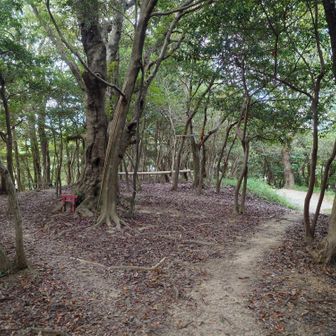 御神木とミニ鳥居がありました