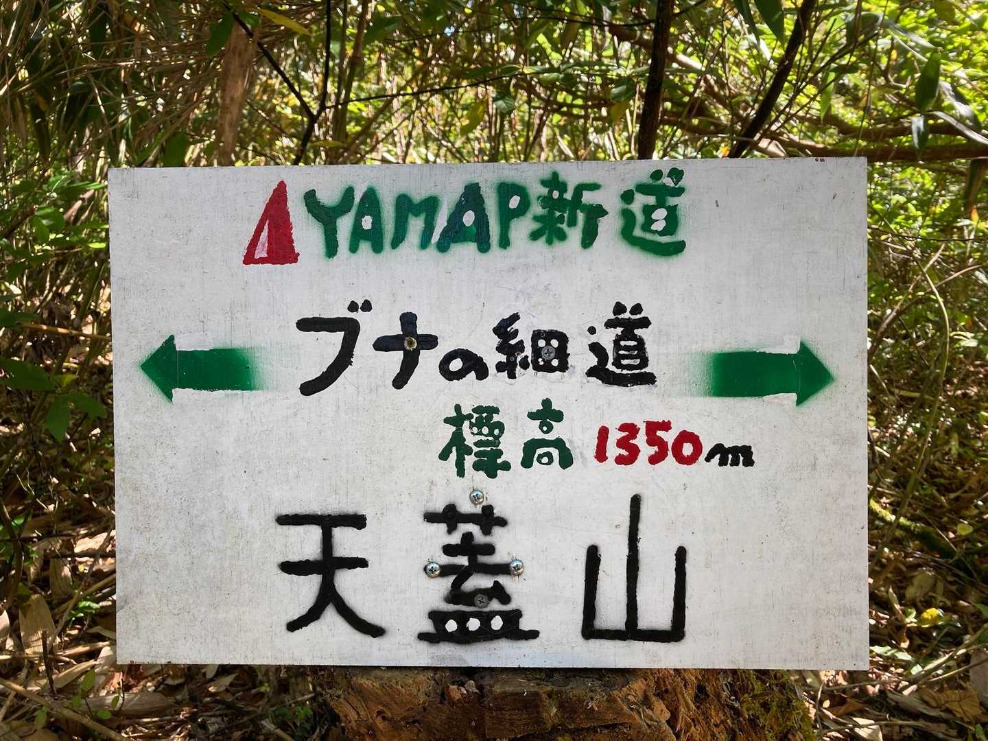 ブナ林ゾーン🌳🌳