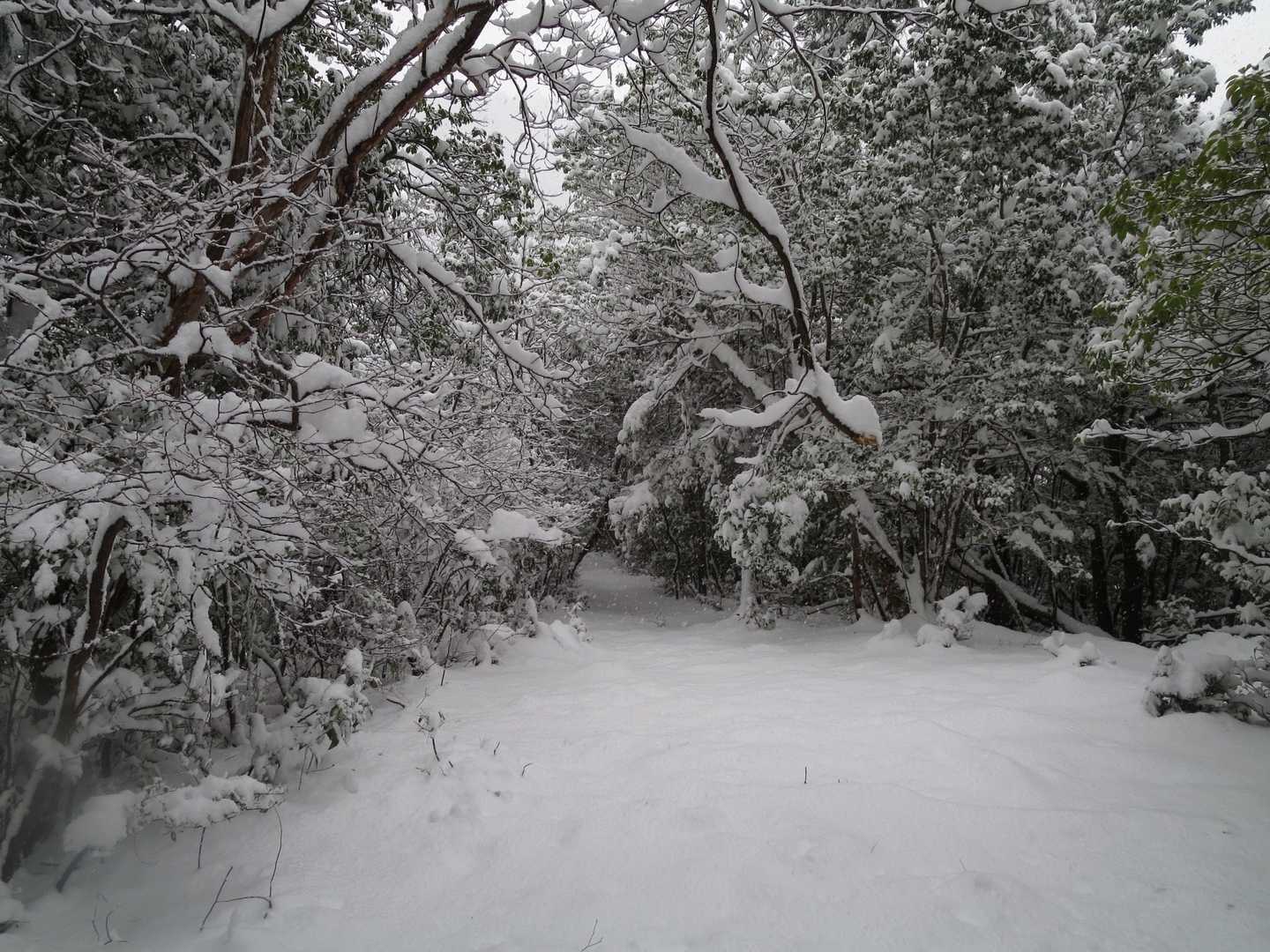 正楽寺山 往復コースの写真