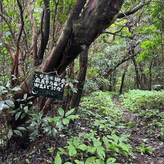 なぜか小箆柄岳から降りて右に行ってて、逆走しちゃってた😳300m位
気をつけてたのにショック😨
大隈の山でやりがちな私
分岐注意！思い込み注意！！絶対確認！！！