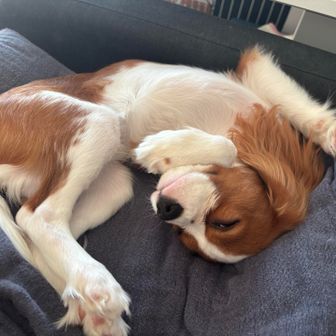 カラフルパンダ