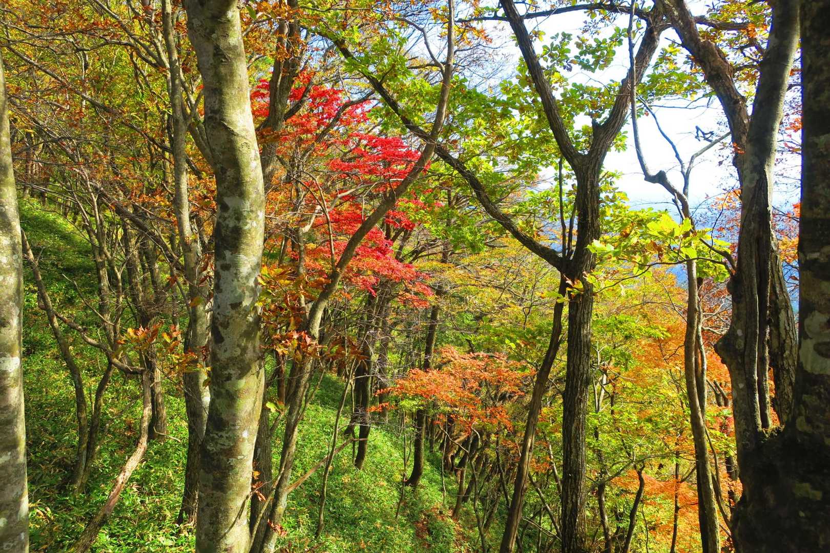 権太倉山 往復コースの写真