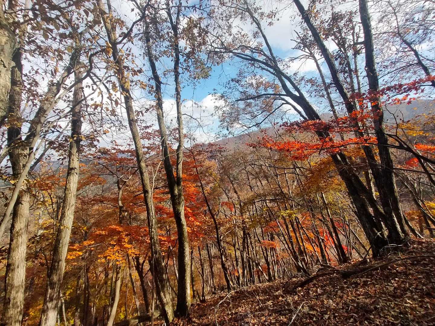 道坂隧道入口バス停-道坂峠-今倉山-松山-二十六夜山-芭蕉 縦走コースの写真