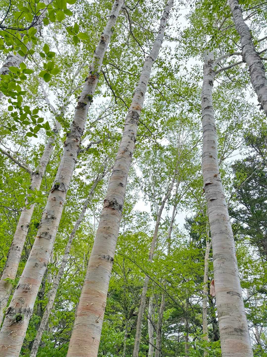 岳樺の柔らかな新緑🌿✨気持ちいい！