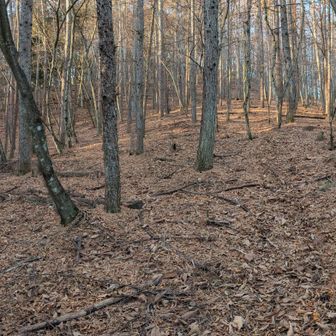 下草が無く見通しがいい森、ところどころ踏み跡不鮮明