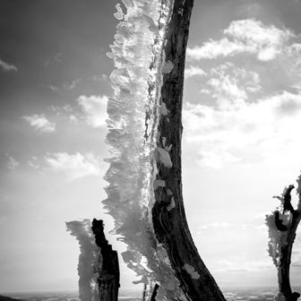 エビと言うより歯ブラシですな😁