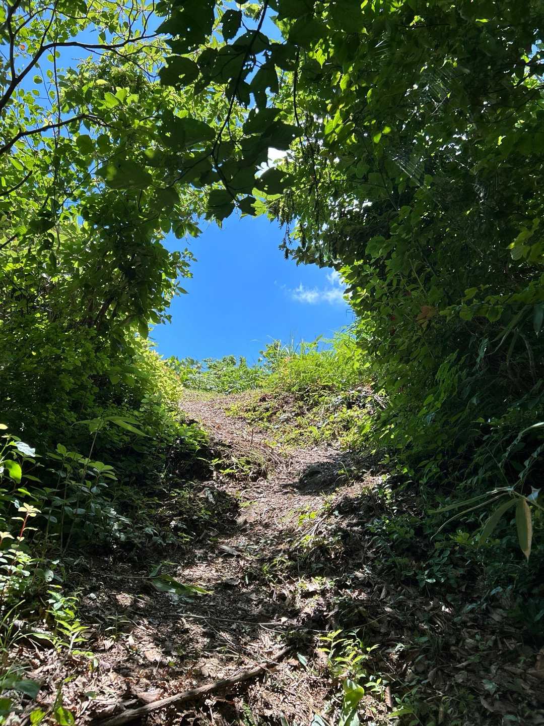 八石山 往復コースの写真