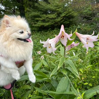 Pのササユリがきれいだったわよ
