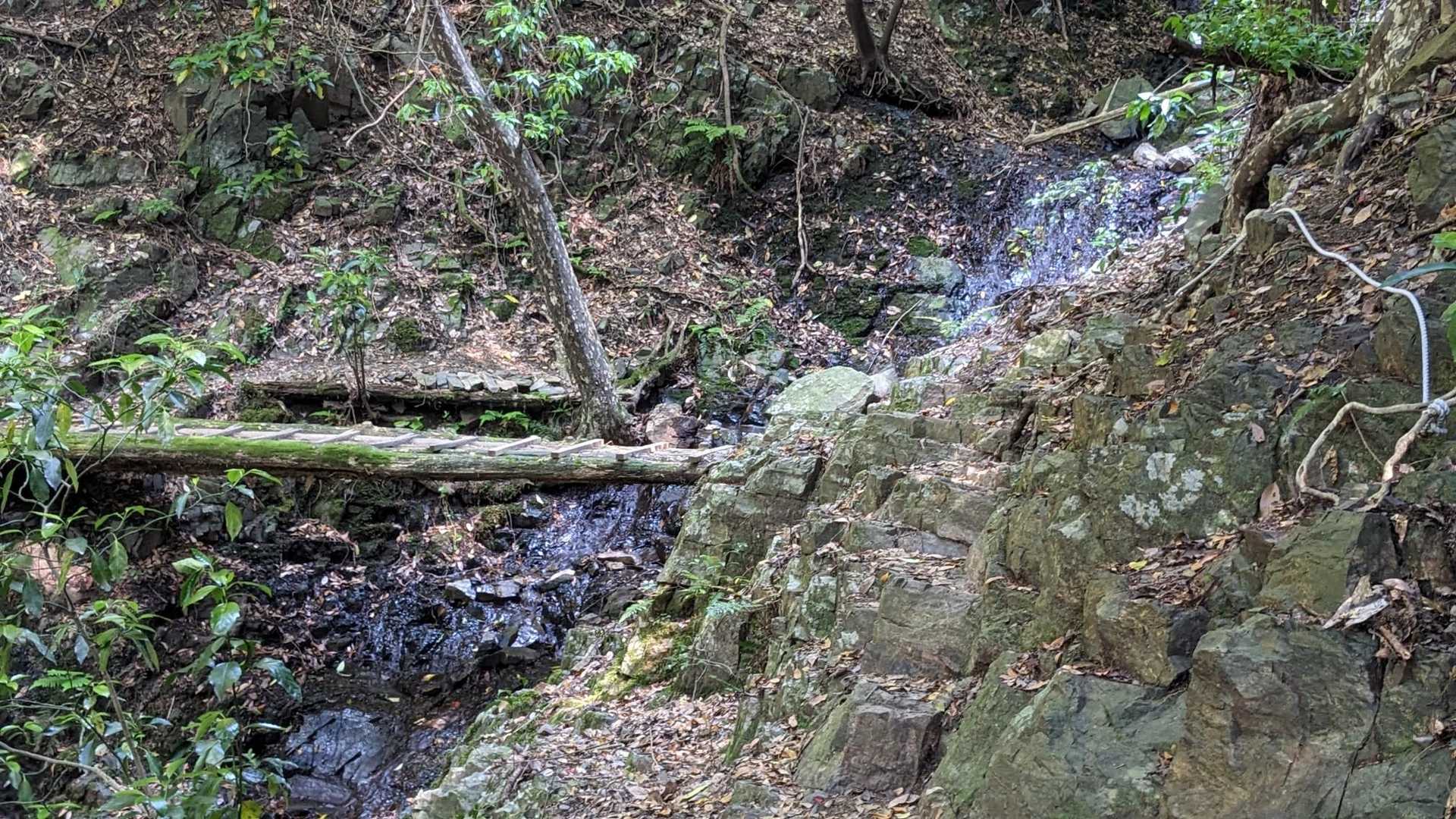 登山道風景🚶