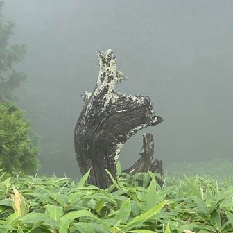 ＜妄想シリーズ＞
振り向いた鹿？
それともカンガルーか?🦘