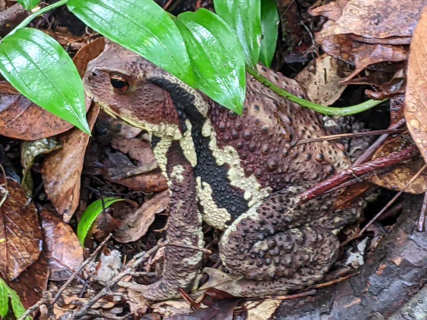 ニホンヒキガエル