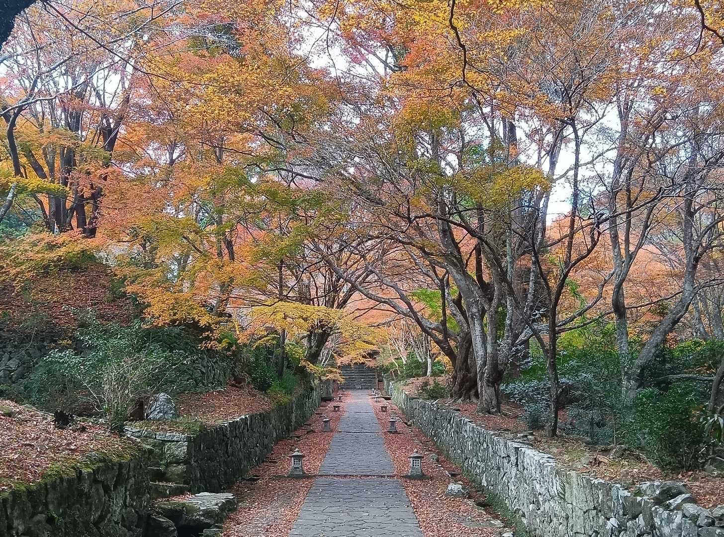 両子山 往復コースの写真