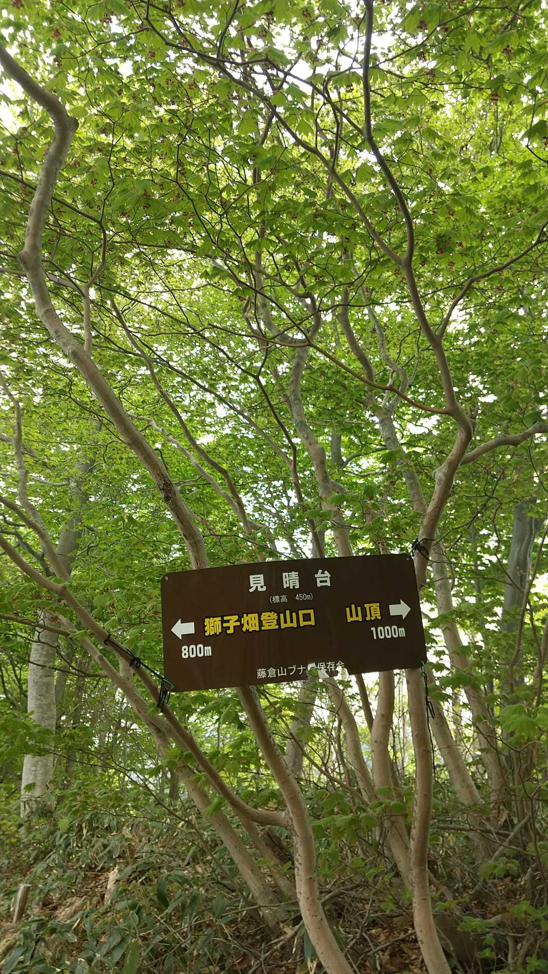 見晴台が 山頂への本尾根✨
ここまでは 急登だが
ここからは 比較的気持ちよく歩けます🎵