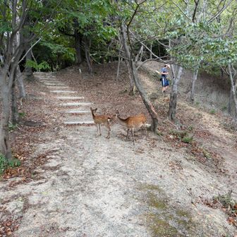 登山道に鹿。人を見ても全然逃げない。
人の方が脇道で避けます😊