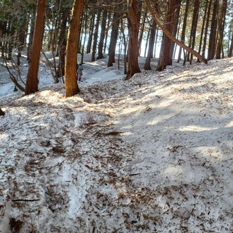 先週の大風で葉っぱが大量に落ちています