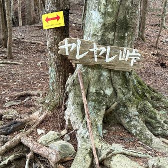 ここを越えれば大井川本流の川音が聞こえる。