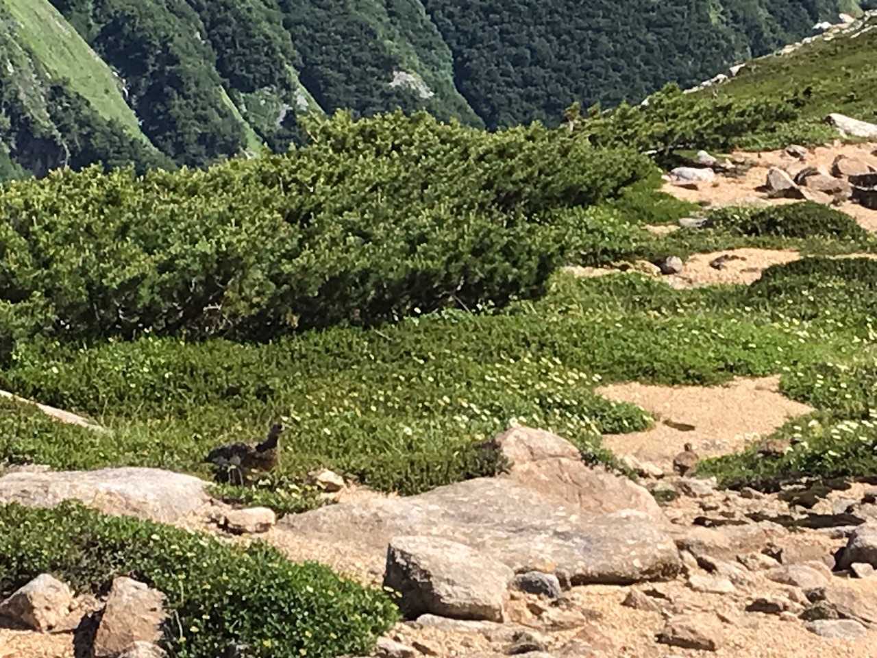 雷鳥発見