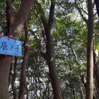 辰ノ平
YAMAPのマークよりちょっと先、清水寺への分岐のとこです。