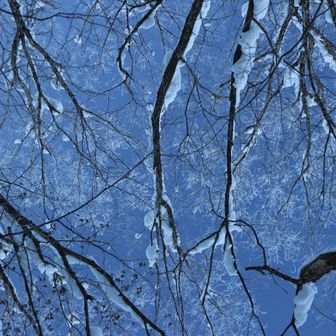 見上げれば少し霧氷