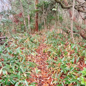 山頂はこんな感じ