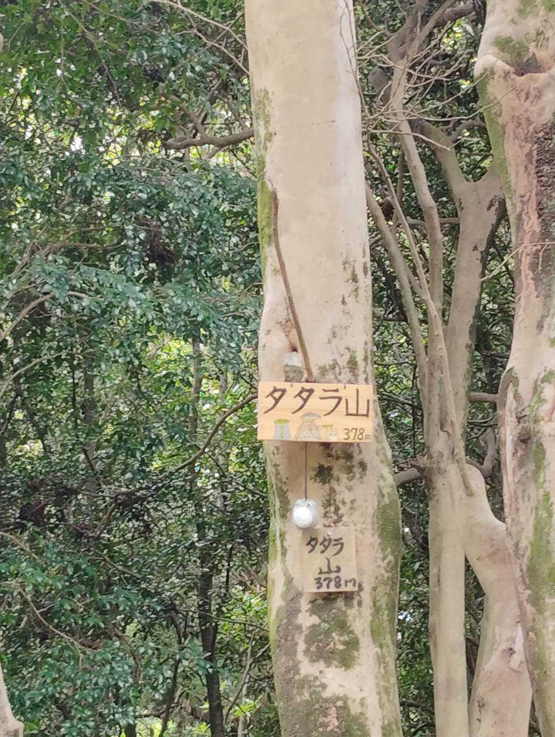 タタラ山-生駒山 往復コースの写真