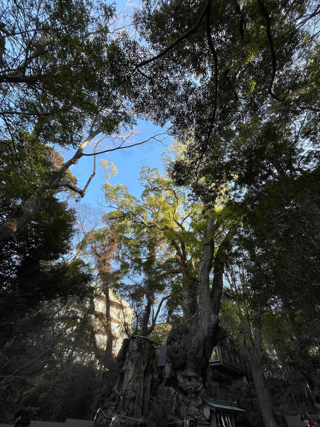 御神木の大楠は樹齢2000年とか