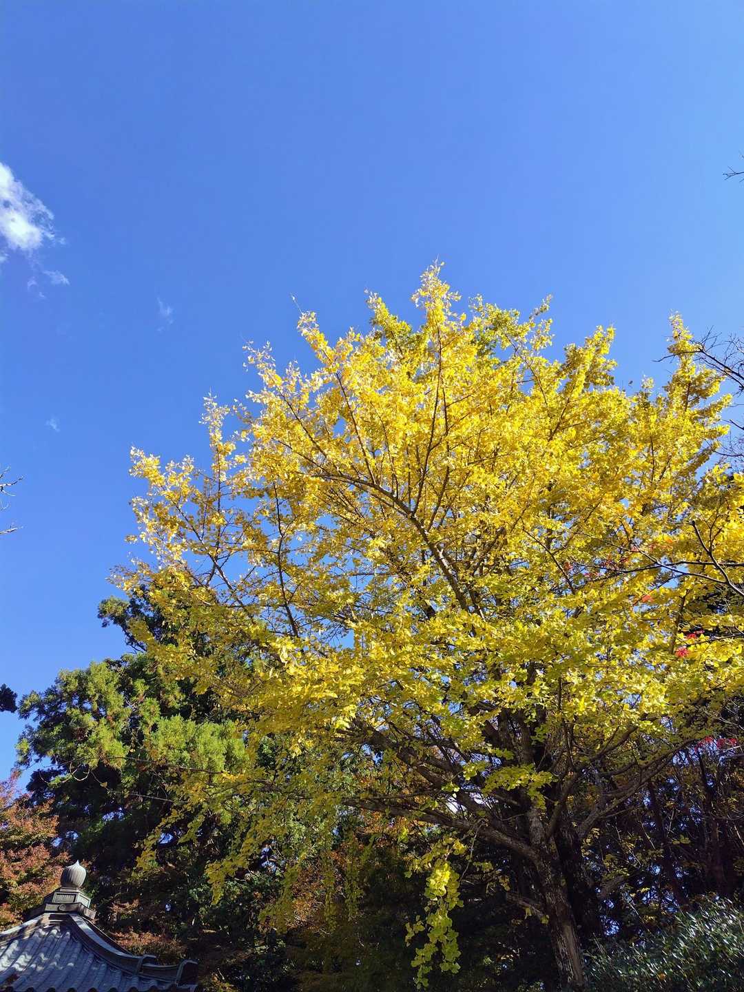 再び紅葉散策してたら、