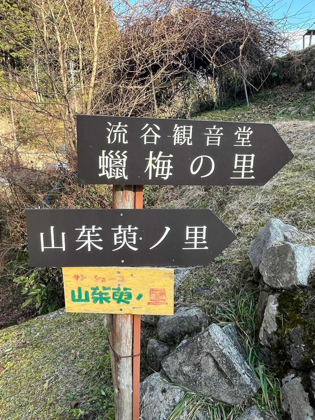 蝋梅の里に降りて来ました😊