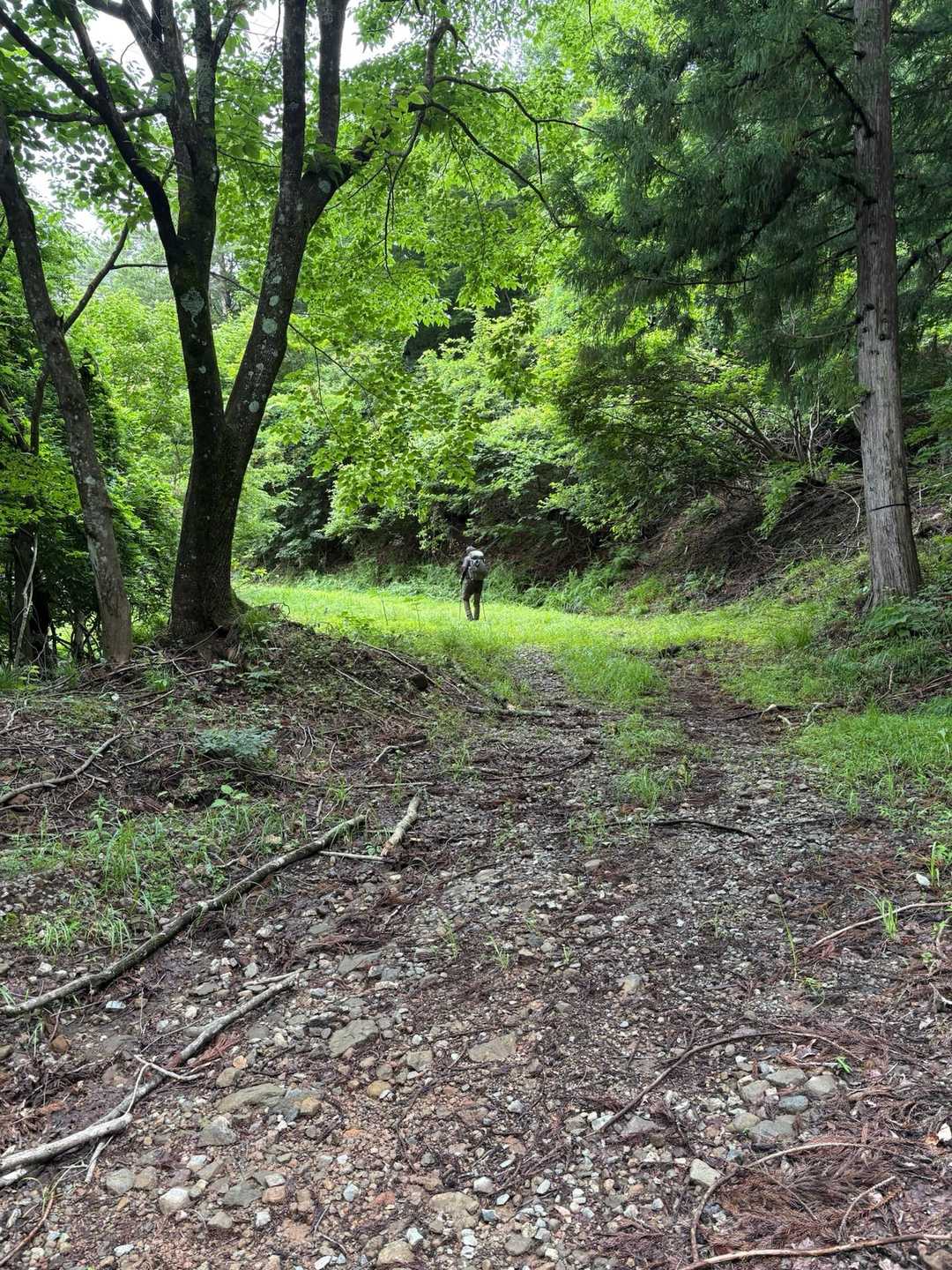 母袋烏帽子岳 往復コースの写真