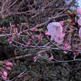 蕾が多いですが、桜が少し咲いています