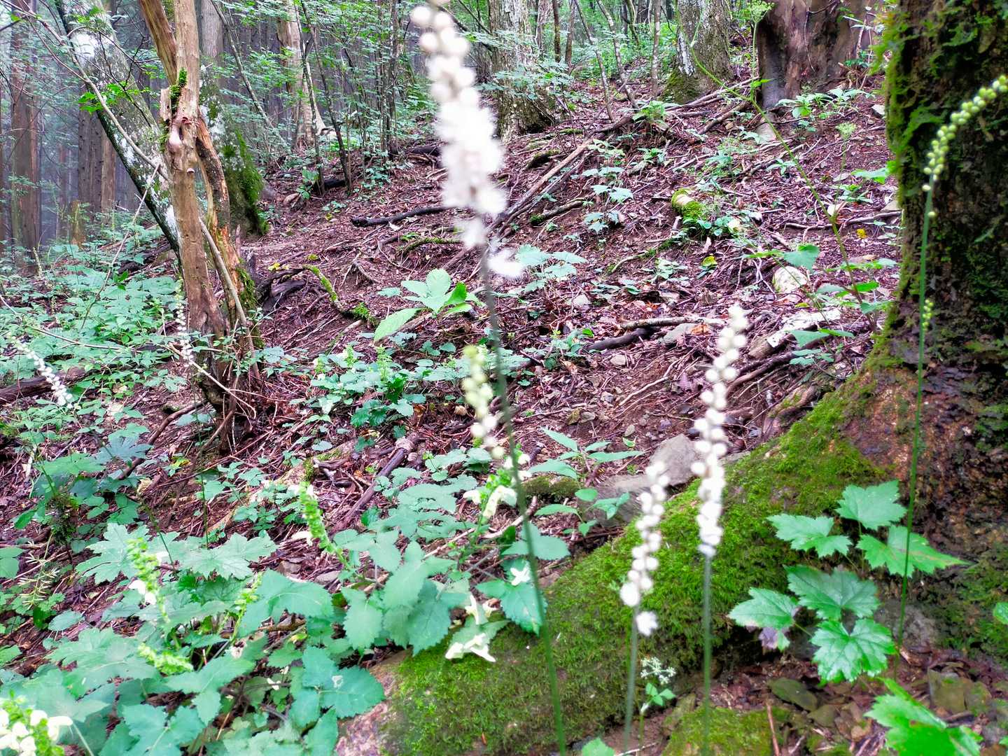 サラシナショウマ　これもこの山にはたくさん見かけました。