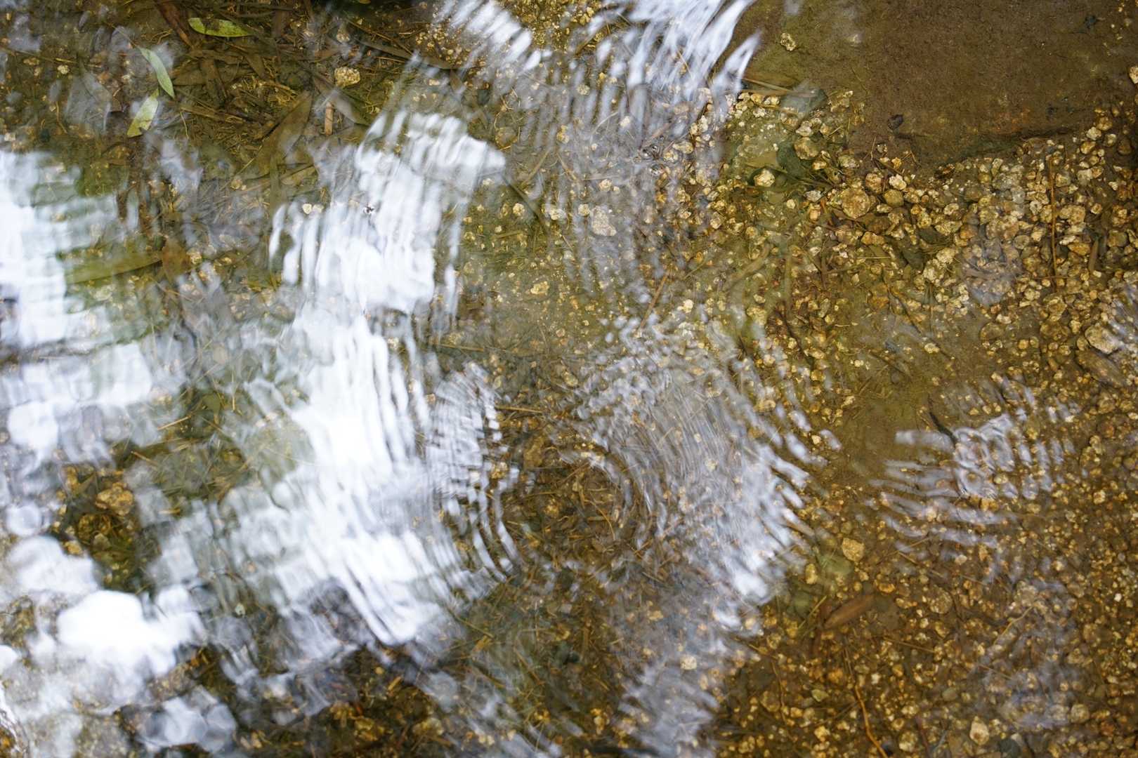 波紋。
水が綺麗です。