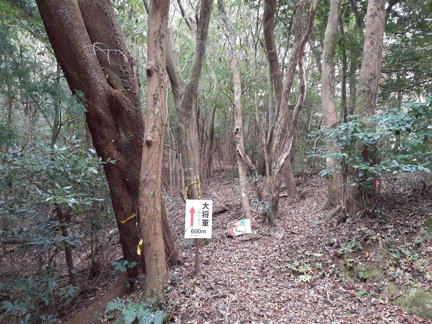 ふかふかの山道