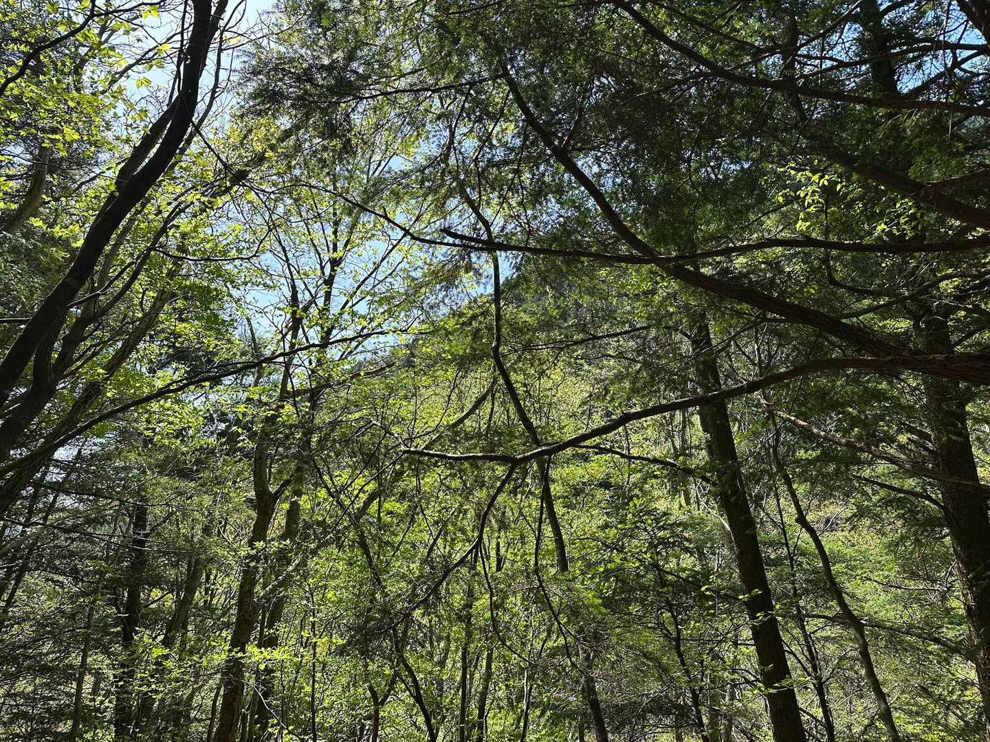美しい緑を見ながら下山💚