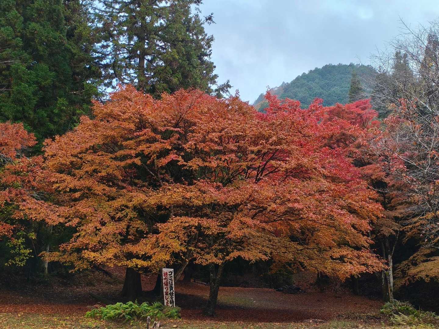 桜の馬場❗️