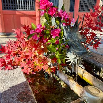 雨引観音　手水舎