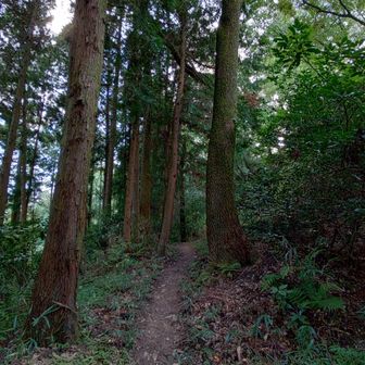 荒れてない登山道か〜

まともな道
久しぶりやな♪( ´▽｀)