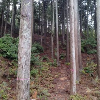 噂の鉄塔道（真ん中）
この後も基本的にプラ階段を辿るも、
落ち葉等で若干分かりにくい箇所アリ。