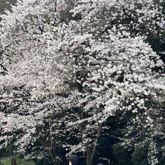 八幡宮内の桜はほぼ満開