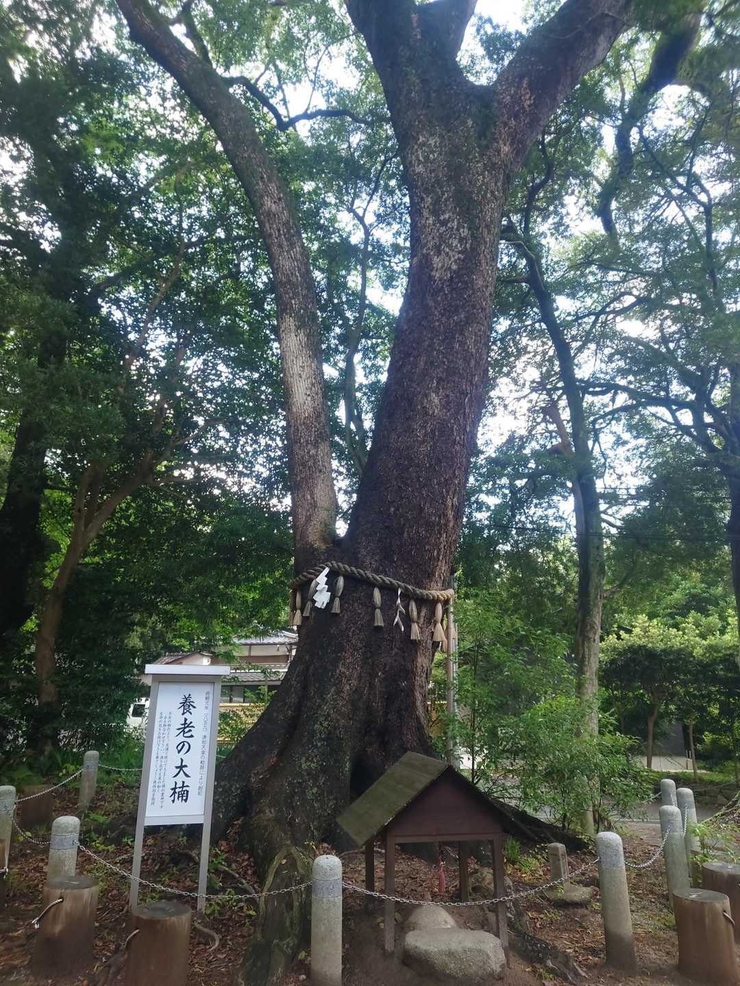 飯盛山-日向山-高地山-叶岳-叶岳登山口 縦走コースの写真