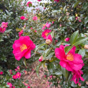 ツバキの花が美しく咲いていました。
今日の唯一のきれい　