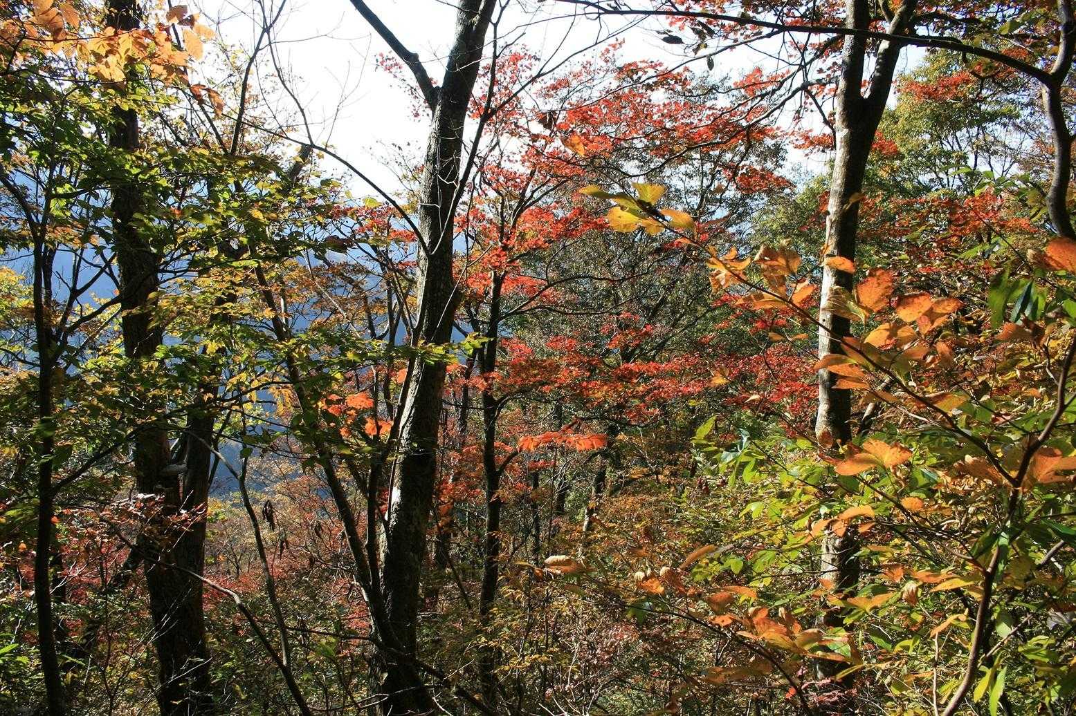 野見ヶ岳 往復コースの写真
