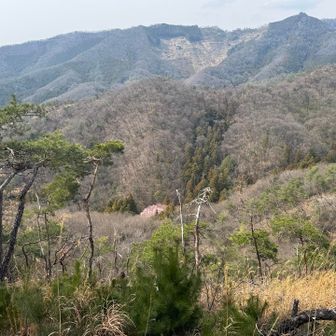 大岩山を振り返るとピンクの木がある✨