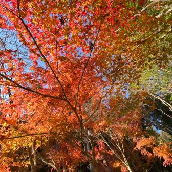もみじがまだ綺麗だったね