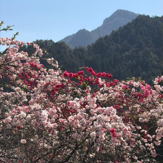 花桃と明神山