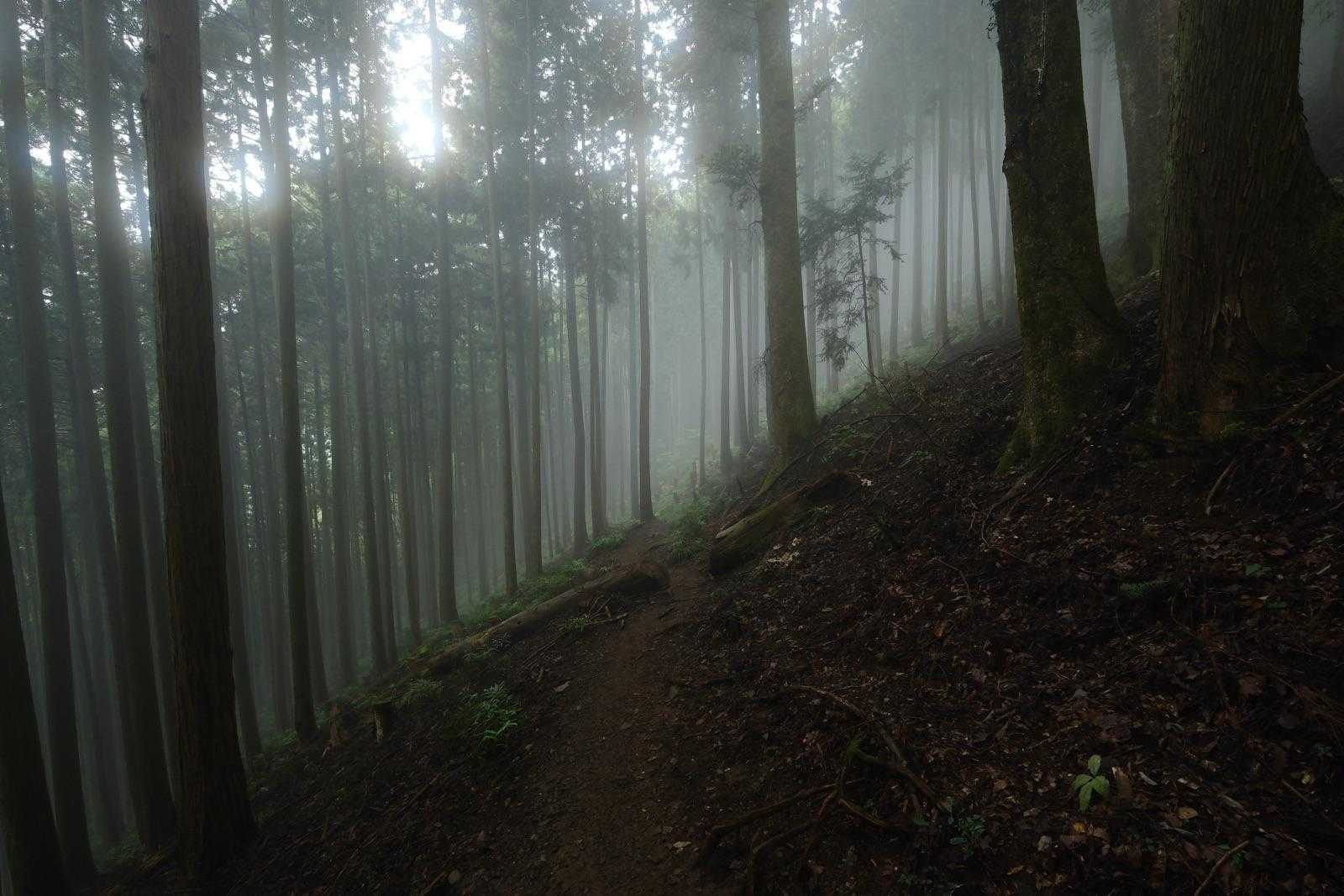 霧が出てきました
幻想的で素敵