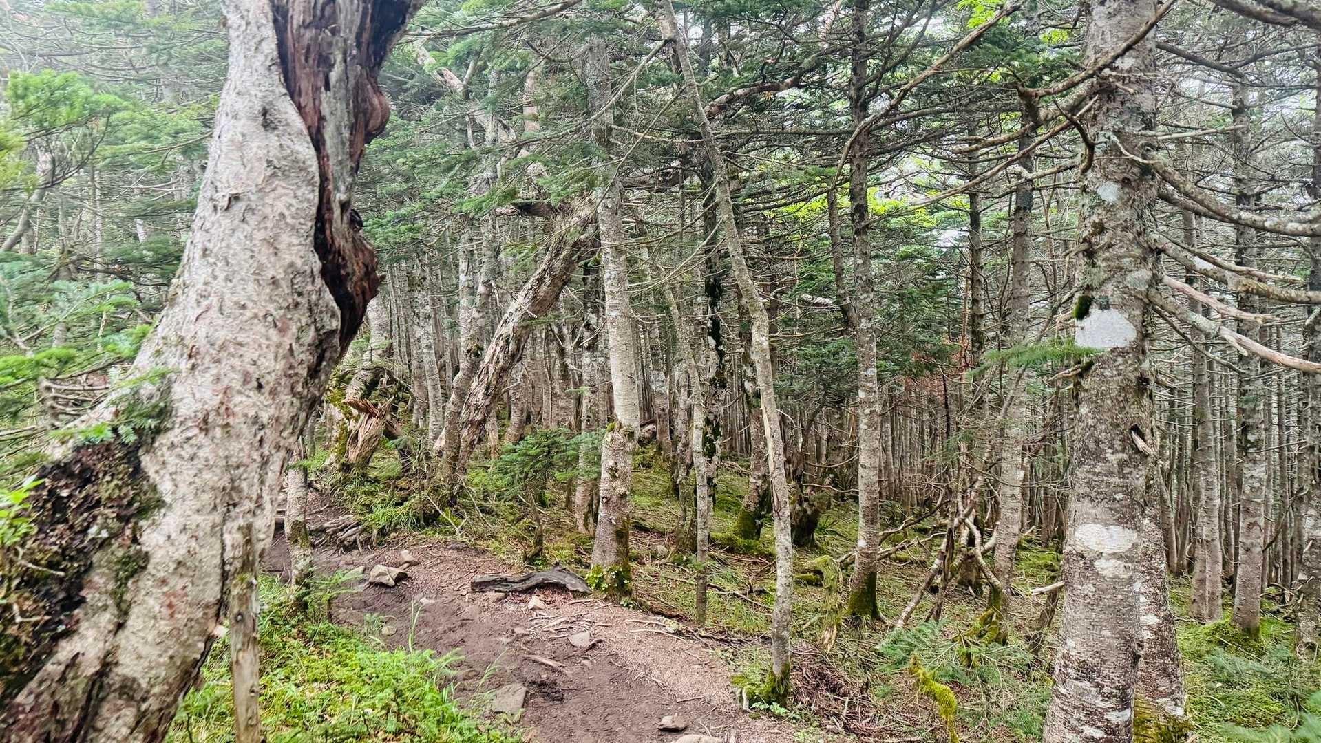 小屋の後は比較的なだらかなアップダウン。