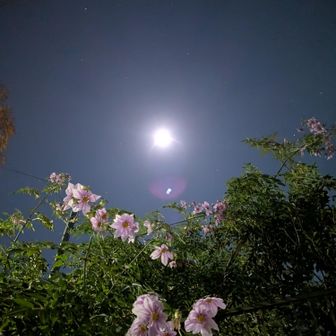 登山口近くのお花と月
綺麗に撮れました😊
素敵な感じ！